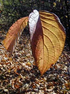 Herbst