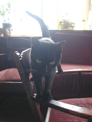 schwarzer Kater