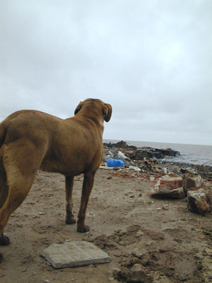Strandläufer