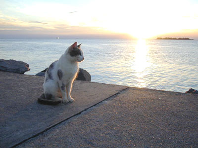 Katze im Abendlicht